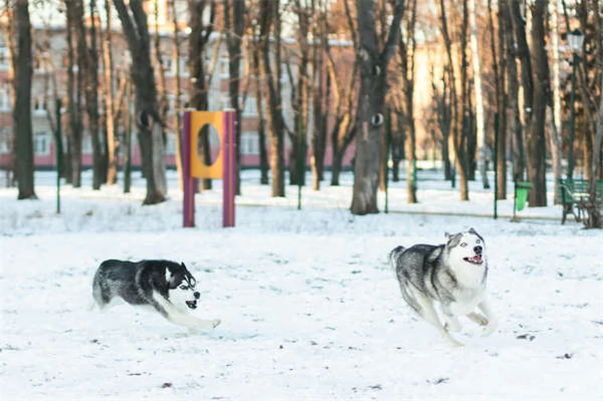 Puppy Care 6-9 Months: Essential Tips for Your Growing Dog