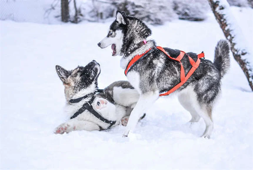 Puppy Care 6-9 Months: Essential Tips for Your Growing Dog