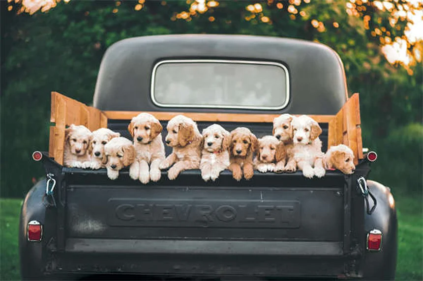 Puppy Care 6-9 Months: Essential Tips for Your Growing Dog
