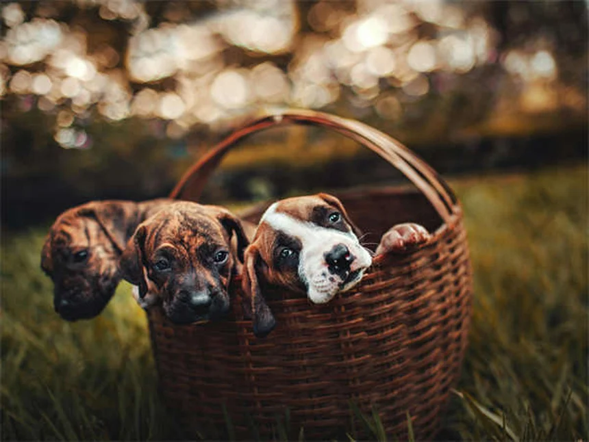 Pyrantel Pamoate for Dogs & Cats: Safe Deworming Guide