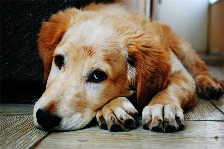 Pyrantel Pamoate for Dogs & Cats: Safe Deworming Guide