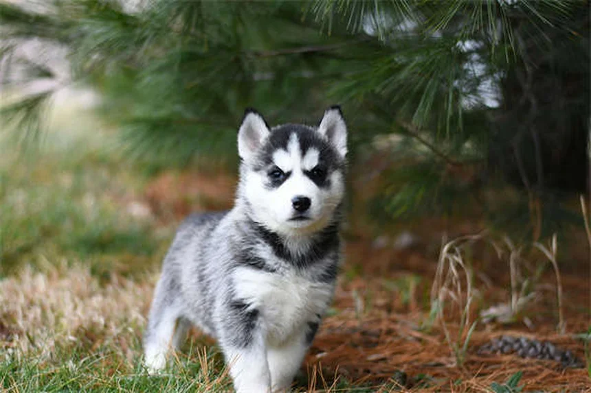 Do Dogs Get Embarrassed? 5 Signs You're Misreading