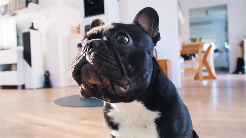 Do Dogs Get Embarrassed? 5 Signs You're Misreading