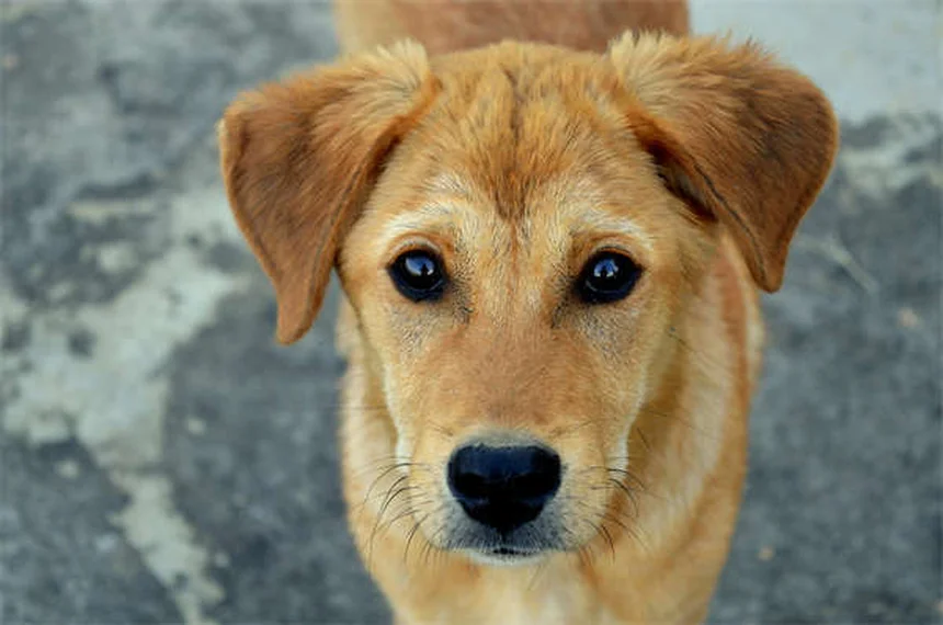 Do Dogs Get Embarrassed? 5 Signs You're Misreading