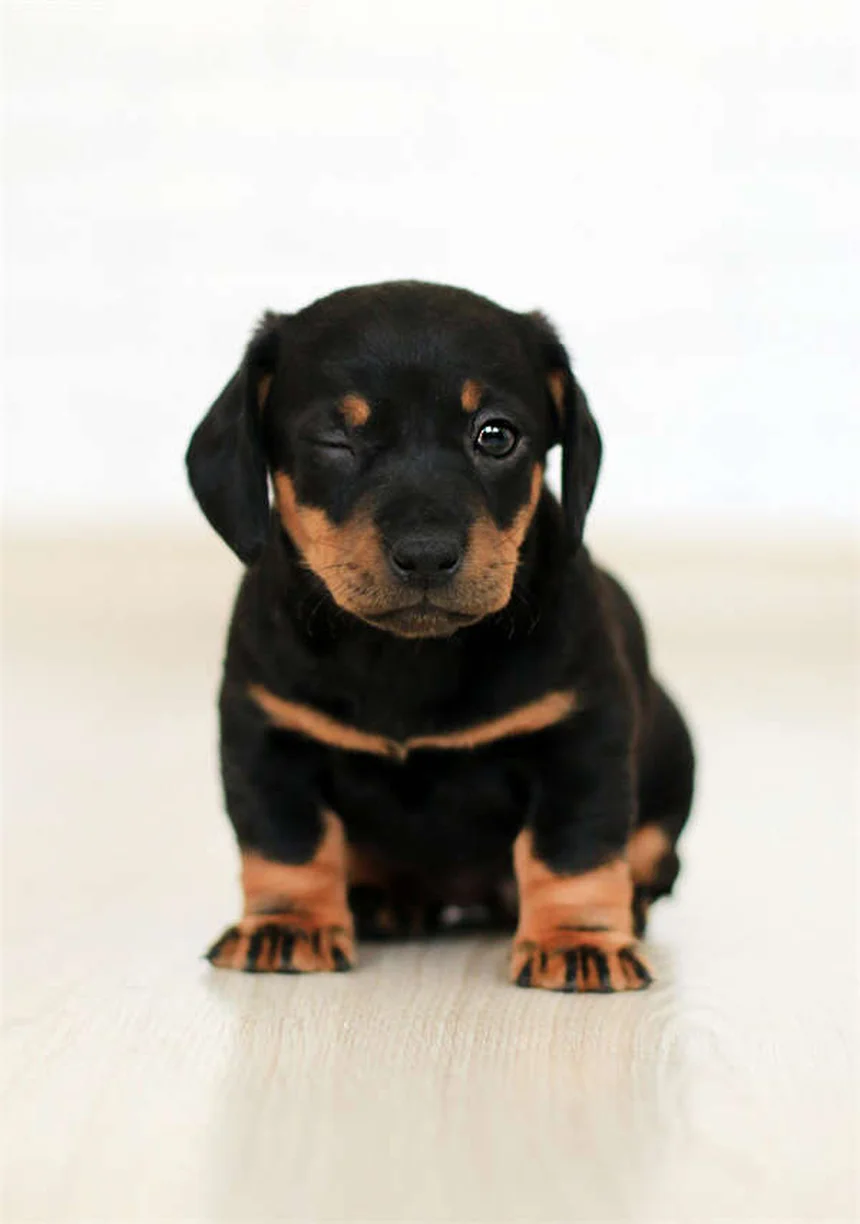 How to Help Traumatized Pets: 5 Proven Healing Techniques