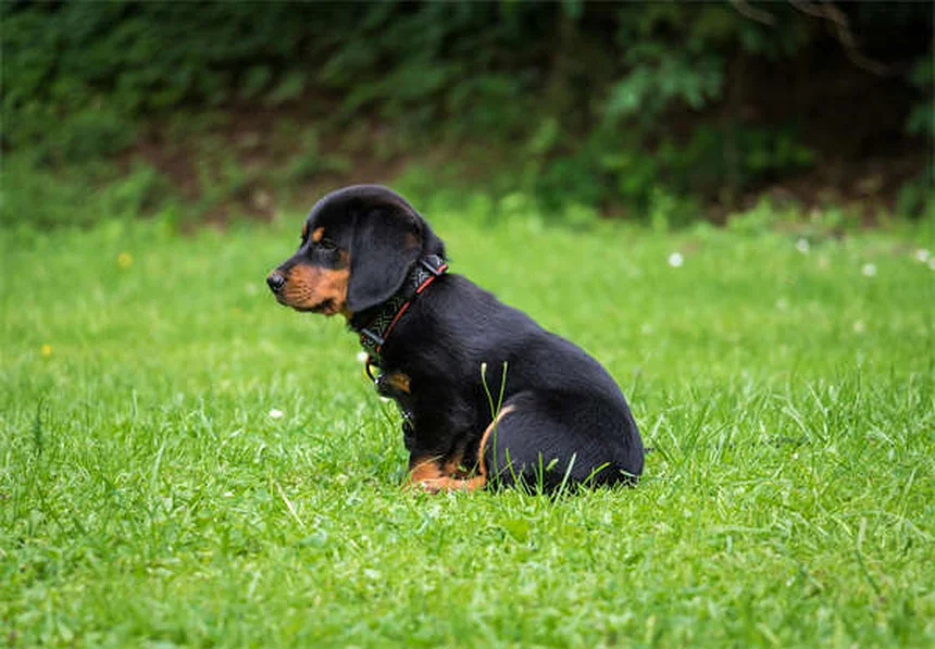 How to Help Traumatized Pets: 5 Proven Healing Techniques