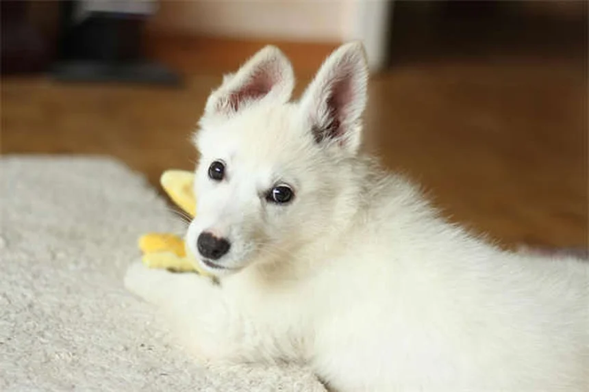 How to Help Traumatized Pets: 5 Proven Healing Techniques