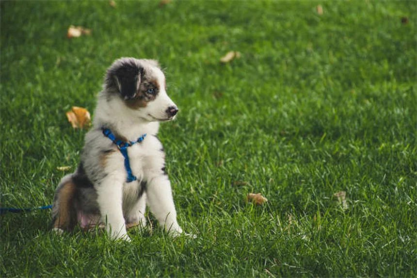 Dog Ascites: 5 Warning Signs Your Pup's Belly Swelling Is Serious