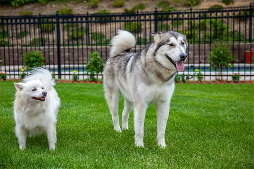 Dog Ascites: 5 Warning Signs Your Pup's Belly Swelling Is Serious