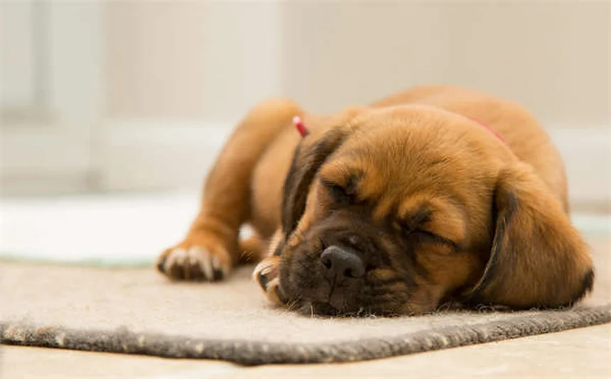 Dog Ascites: 5 Warning Signs Your Pup's Belly Swelling Is Serious