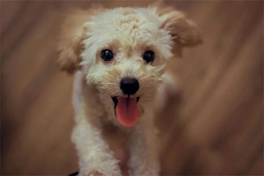 Why Does My Dog Eat Dirt? 5 Surprising Reasons & How to Stop It