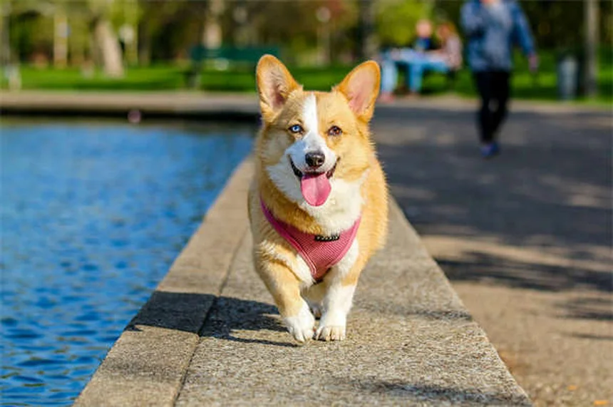 Why Does My Dog Eat Dirt? 5 Surprising Reasons & How to Stop It