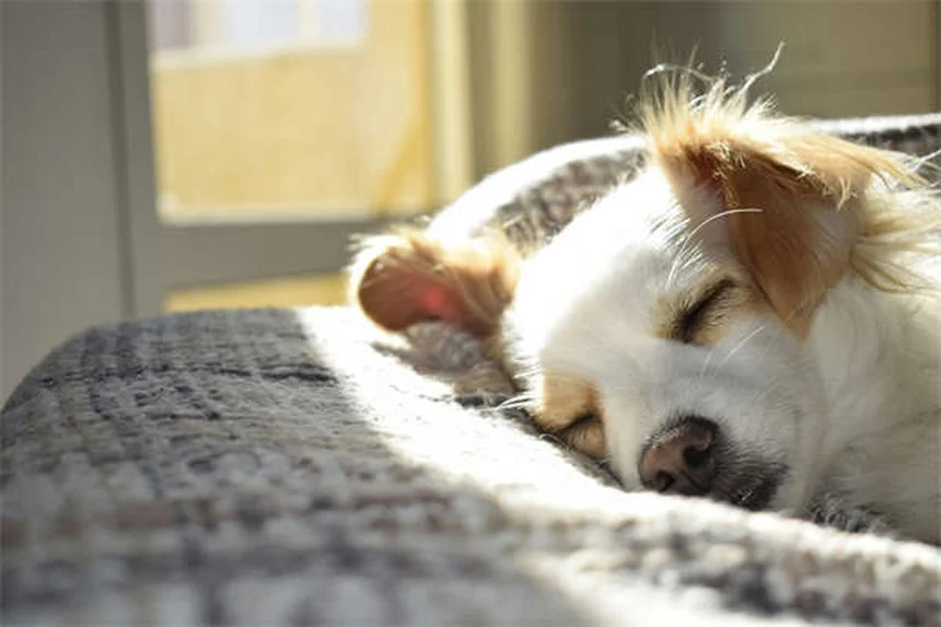 Why Does My Dog Eat Dirt? 5 Surprising Reasons & How to Stop It