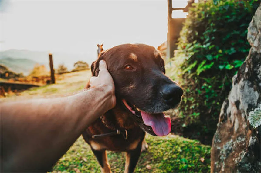 Leptospirosis in Rats: 5 Critical Facts Every Pet Owner Must Know