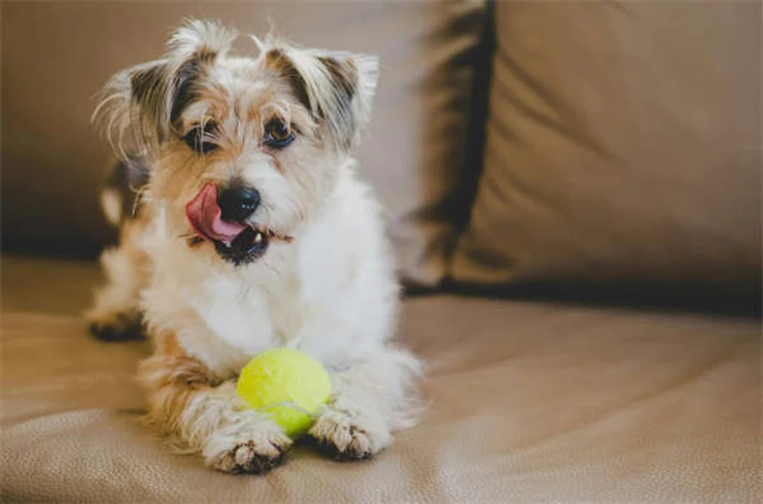 Rat Lice: 5 Warning Signs Your Pet Has Bloodsucking Pests