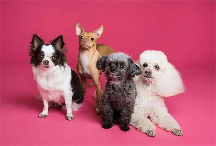 5 Proven Ways to Help Your Constipated Dog Poop Fast