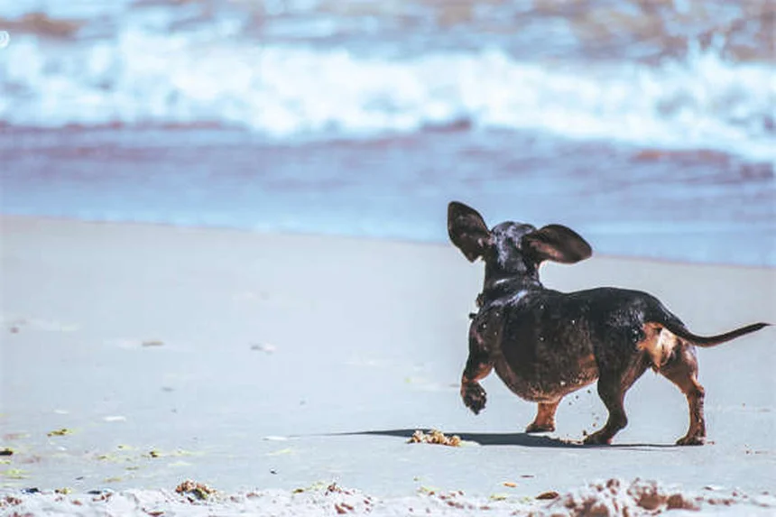 Dog Vomiting Blood? 5 Emergency Steps Every Owner Must Know