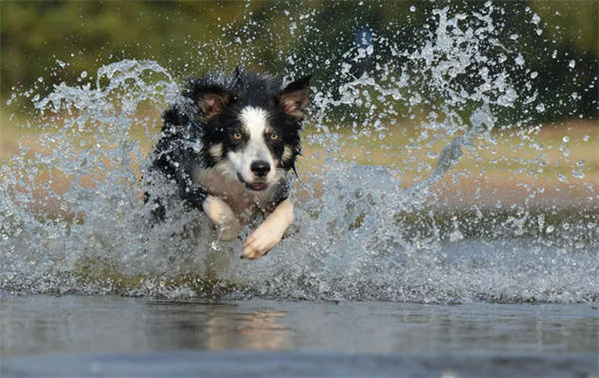 Dog Vomiting Blood? 5 Emergency Steps Every Owner Must Know