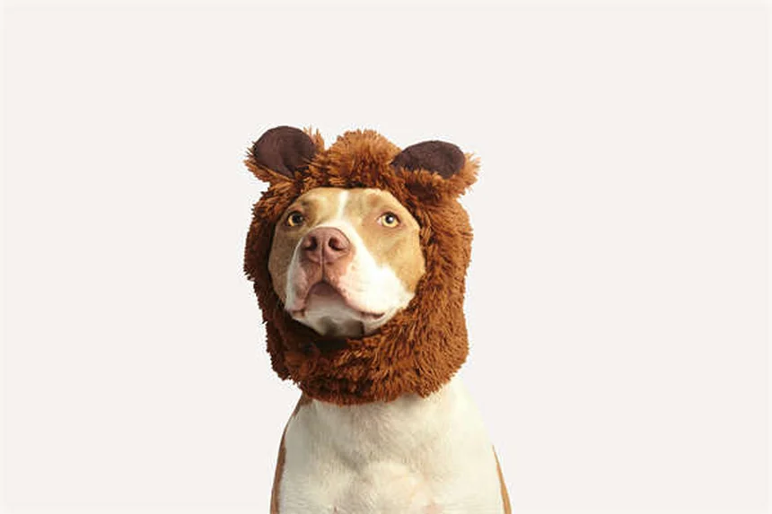 Dog Allergy Symptoms: 5 Signs Your Pup Needs Relief Now