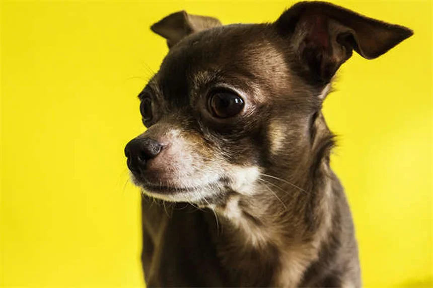 Dog Allergy Symptoms: 5 Signs Your Pup Needs Relief Now