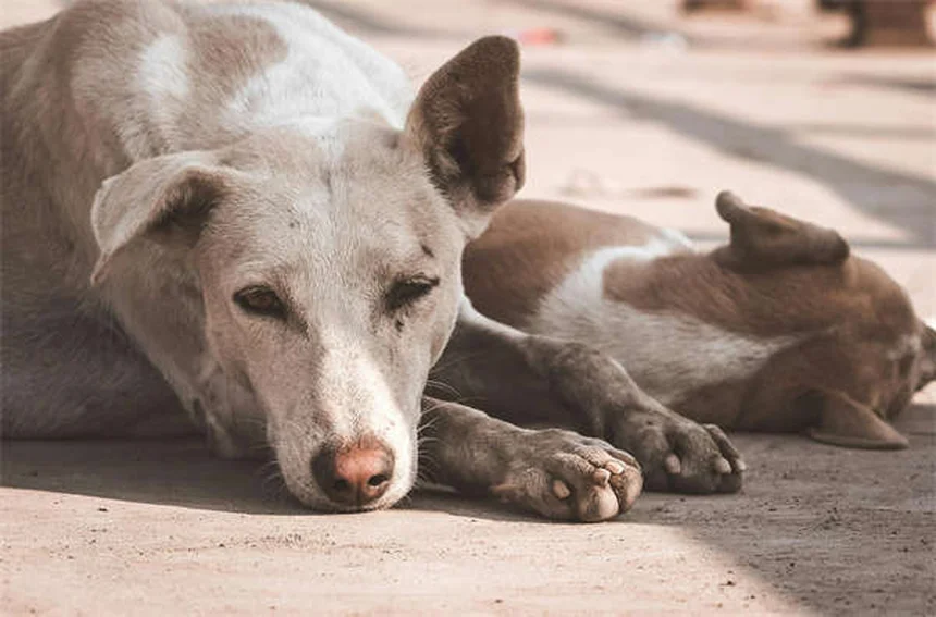 Dog Allergy Symptoms: 5 Signs Your Pup Needs Relief Now