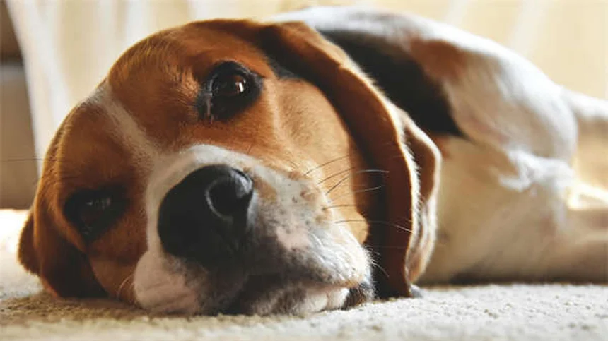 When Does a Pet Become a Senior? The Complete Guide to Senior Pet Care