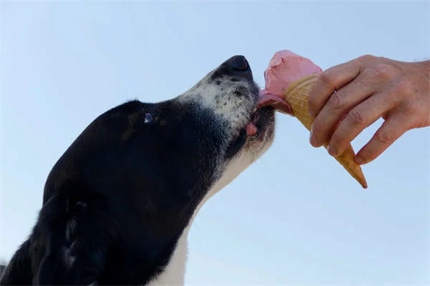 When Does a Pet Become a Senior? The Complete Guide to Senior Pet Care