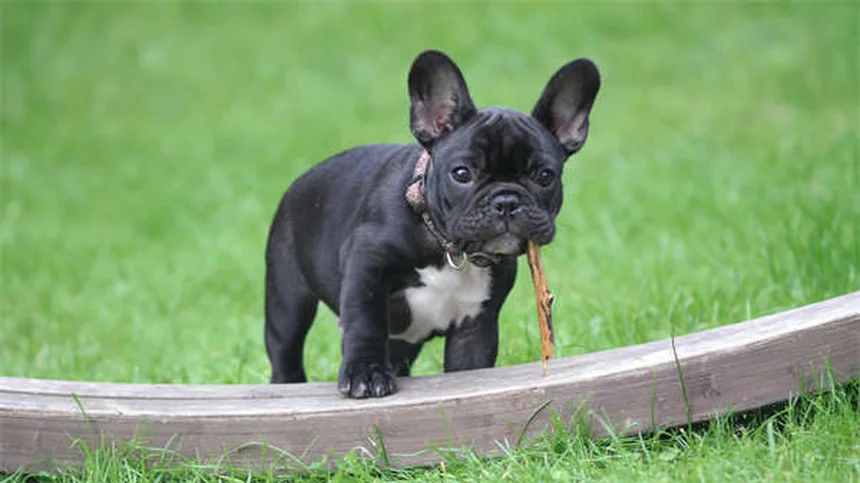 When Does a Pet Become a Senior? The Complete Guide to Senior Pet Care