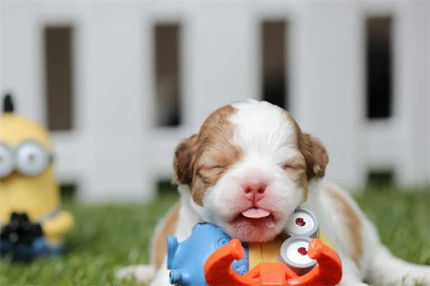 When Does a Pet Become a Senior? The Complete Guide to Senior Pet Care