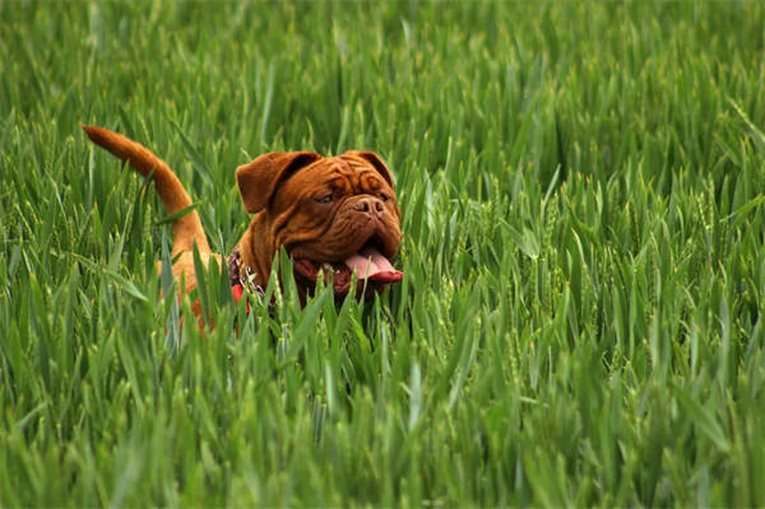 6 Proven Ways to Reduce Your Pet's Gas Naturally