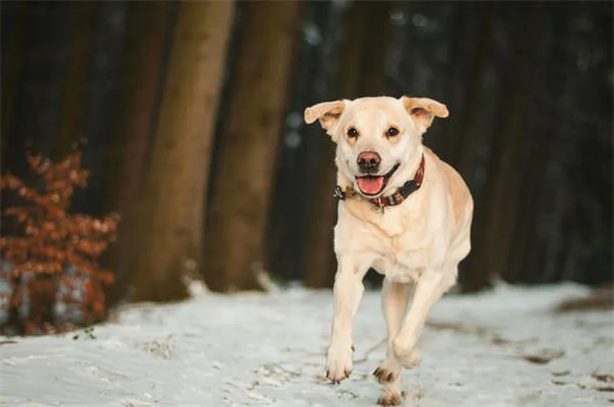 6 Proven Ways to Reduce Your Pet's Gas Naturally