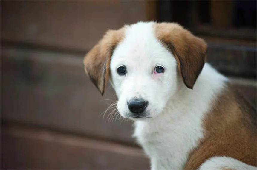5 Natural Pain Relief Options for Dogs That Actually Work