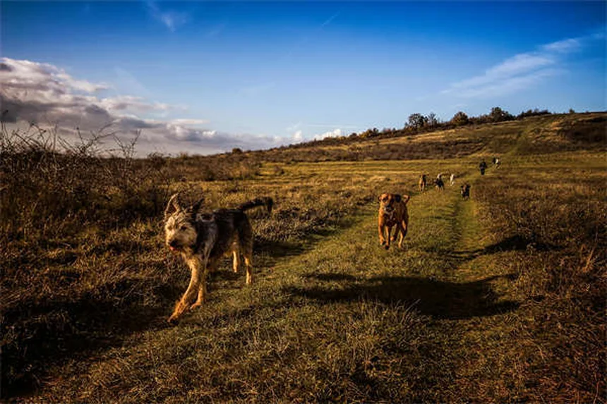 5 Natural Pain Relief Options for Dogs That Actually Work