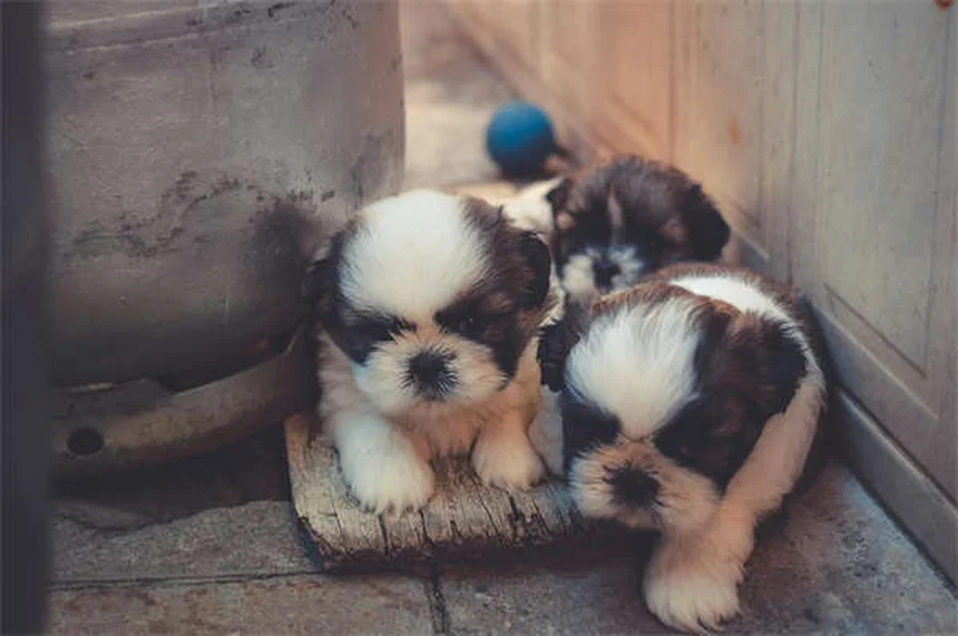 5 Proven Ways to Help Your Constipated Dog Poop Fast