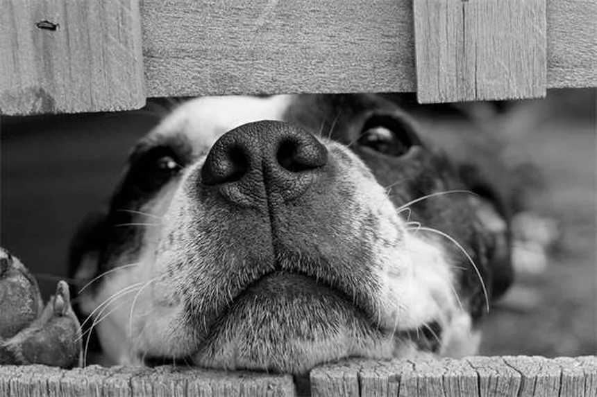 Flea Dips for Dogs: Safe Use & Effective Treatment Guide