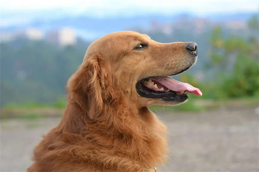 How to Crate Train a Puppy: 7 Easy Steps for Success