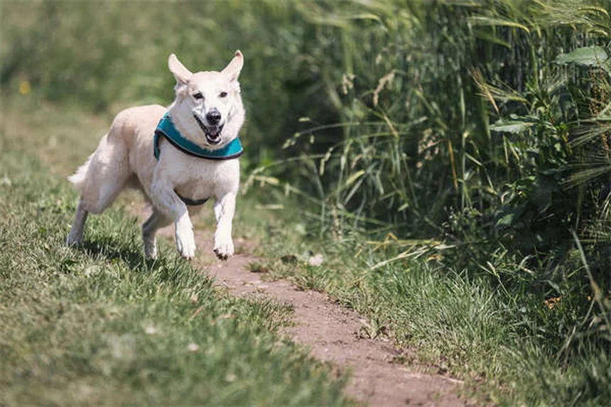 How to Crate Train a Puppy: 7 Easy Steps for Success