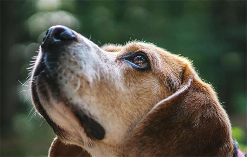 Best Dog Ramps for Senior Dogs: Safe Solutions for Aging Pups
