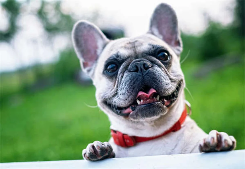 How to Train a Senior Dog: 7 Proven Tips for Success